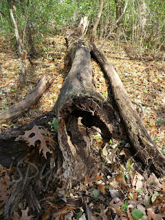 large decayed log lying on forest floor