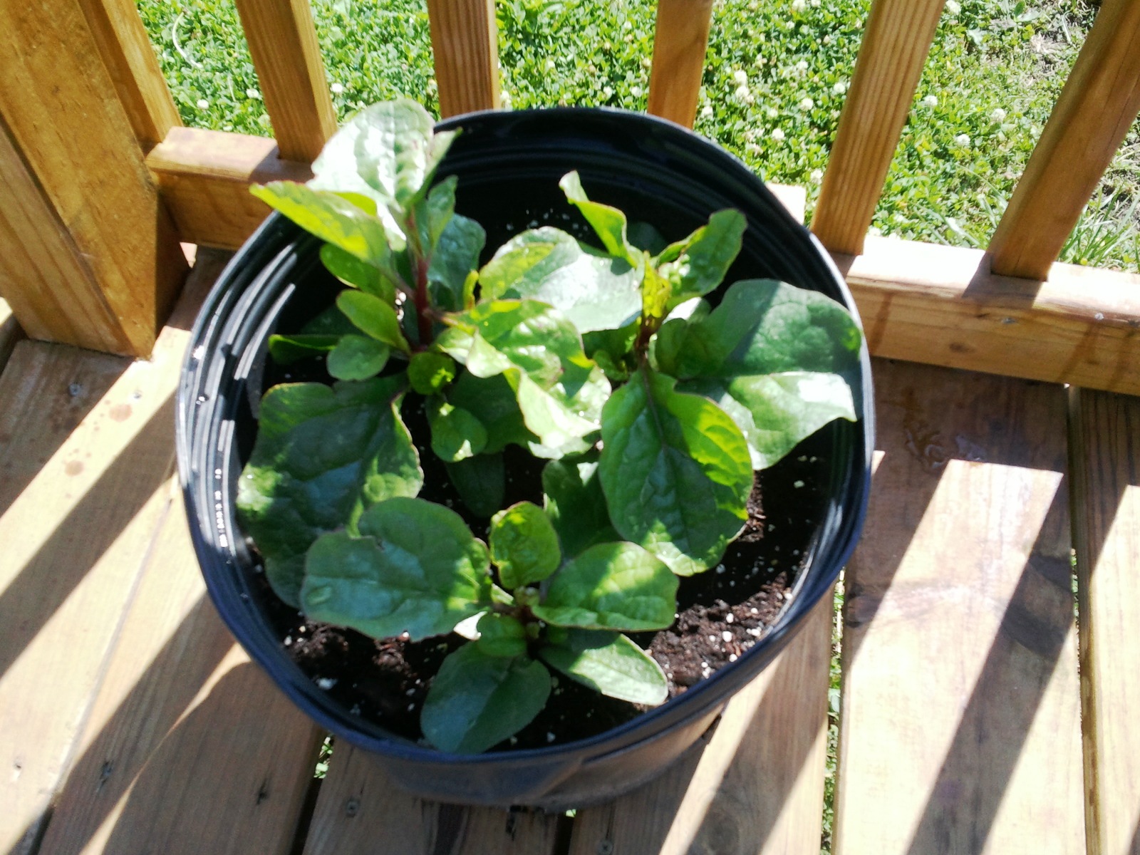 Grandma Bonnie's Closet Climbing Spinach Plant