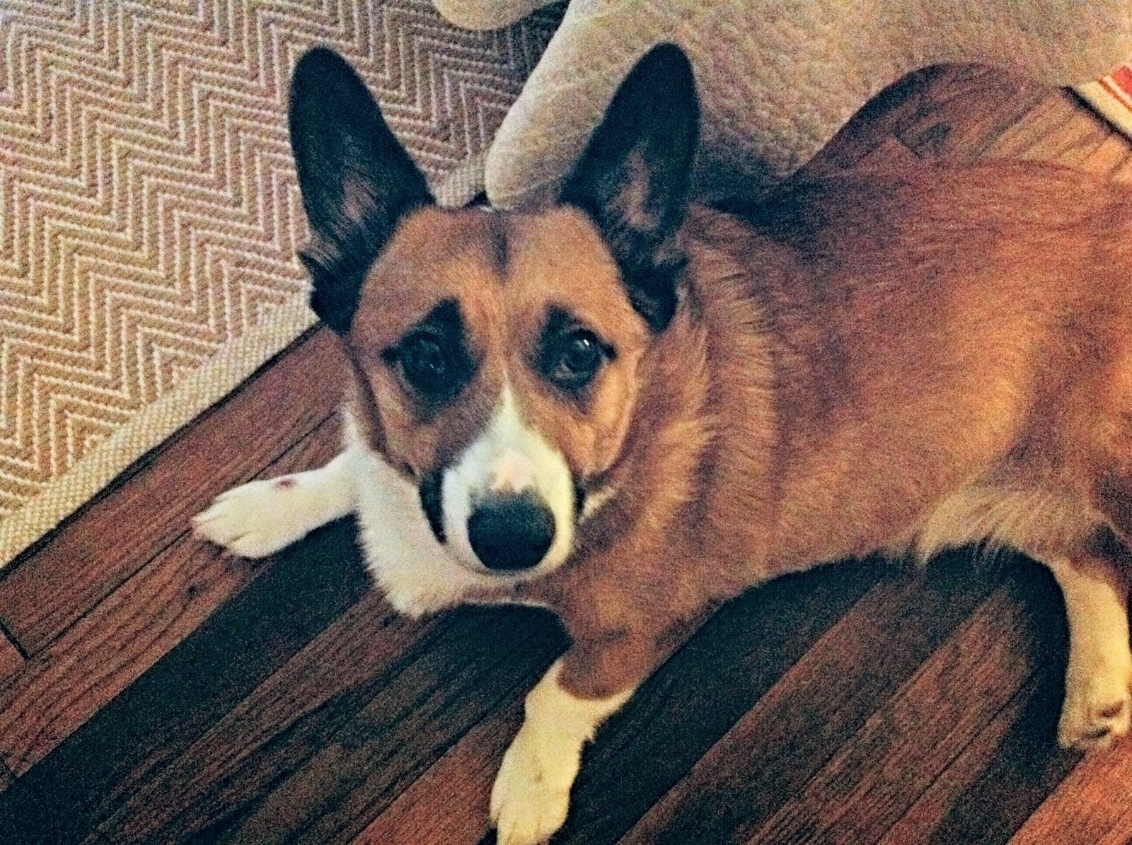 the dog mom cheese enchiladas