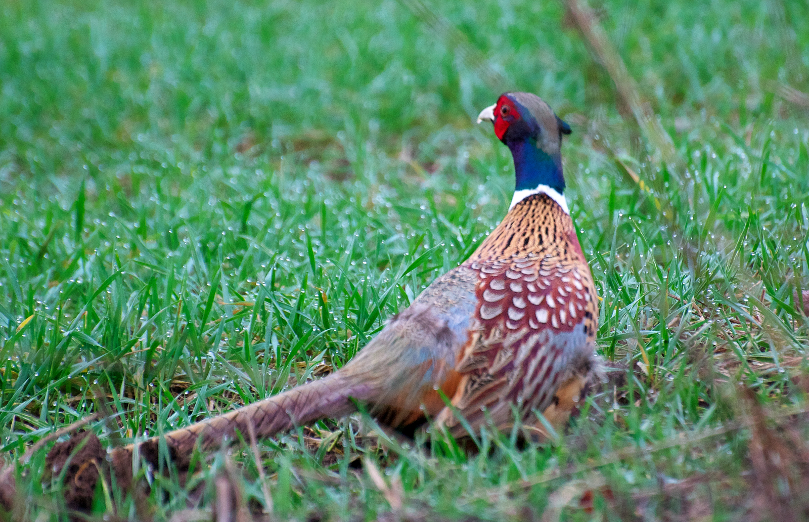 how to a for pheasant nw bird ring necked pheasant how to a for pheasant nw bird ring necked pheasant