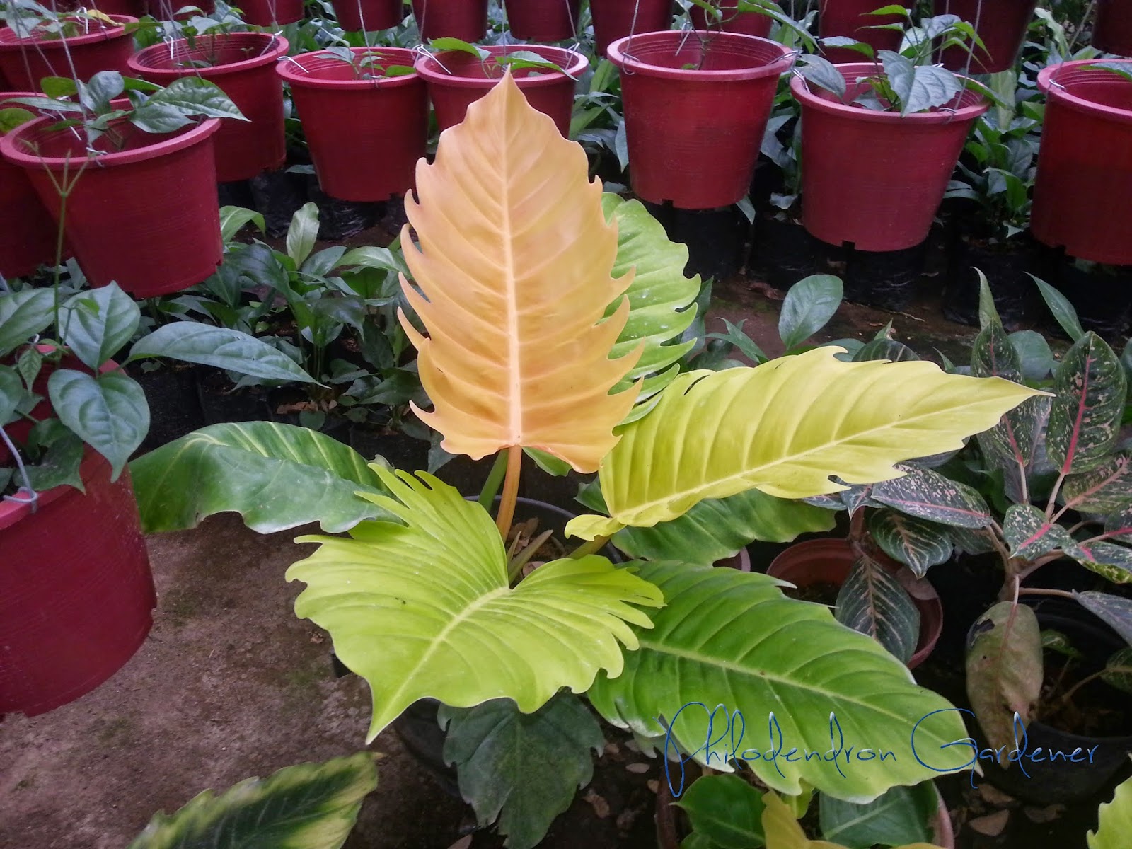 Philodendron Serratum Orange With images  Plant cuttings
