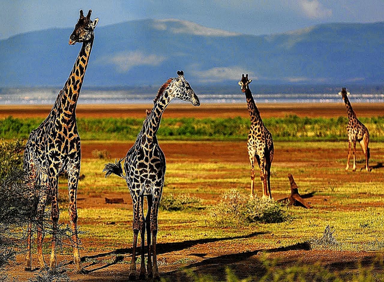 Giraffe HD Wallpapers Giraffe Animal Pictures Cool Wallpapers Giraffe HD Wallpapers Giraffe Animal Pictures Cool Wallpapers