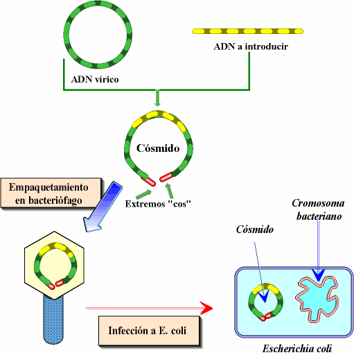 VIRUS Y BACTERIAS EN EL PROCESO DE LA GENETICA virus y bacterias en el proceso de la genetica: