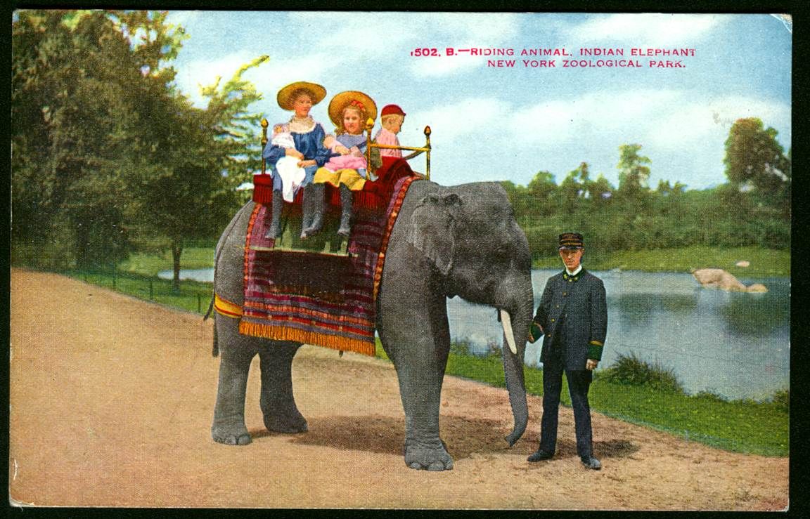 The Circus "NO SPIN ZONE" Elephant RidesBronx Zoo Early 1900's