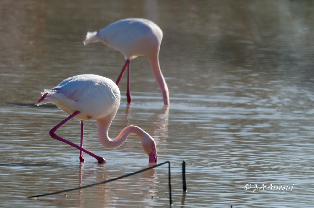Flamenco común, Phoenicopterus ruber, Greater Flamingo Flamenco común, Phoenicopterus ruber, Greater Flamingo
