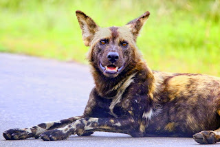 De wilde honden of hyenahonden zijn wilde hondachtigen uit de orde der roofdieren.