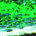 Green Neon Tetra - Neon Green Fish
