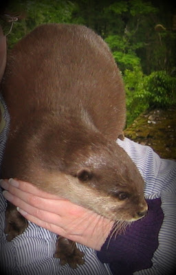 Belinda the Otter