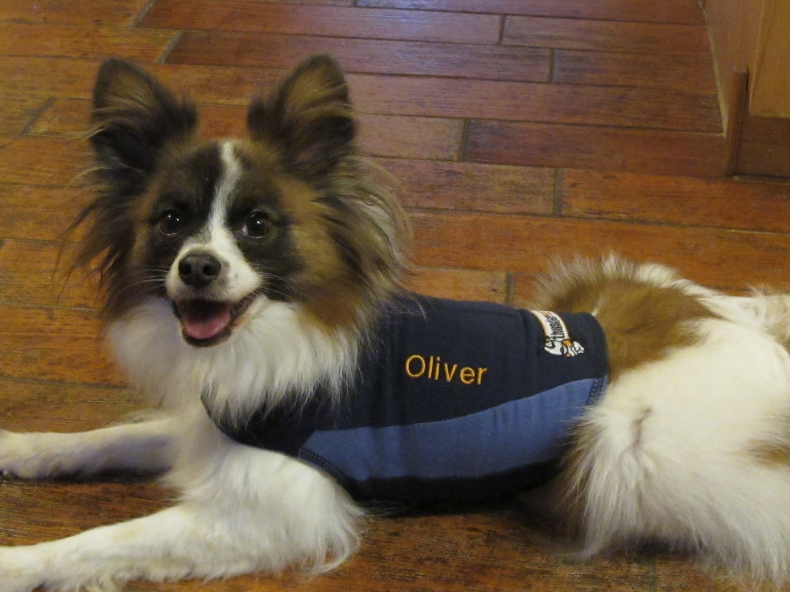 Can A Dog Wear A Thundershirt All The Time