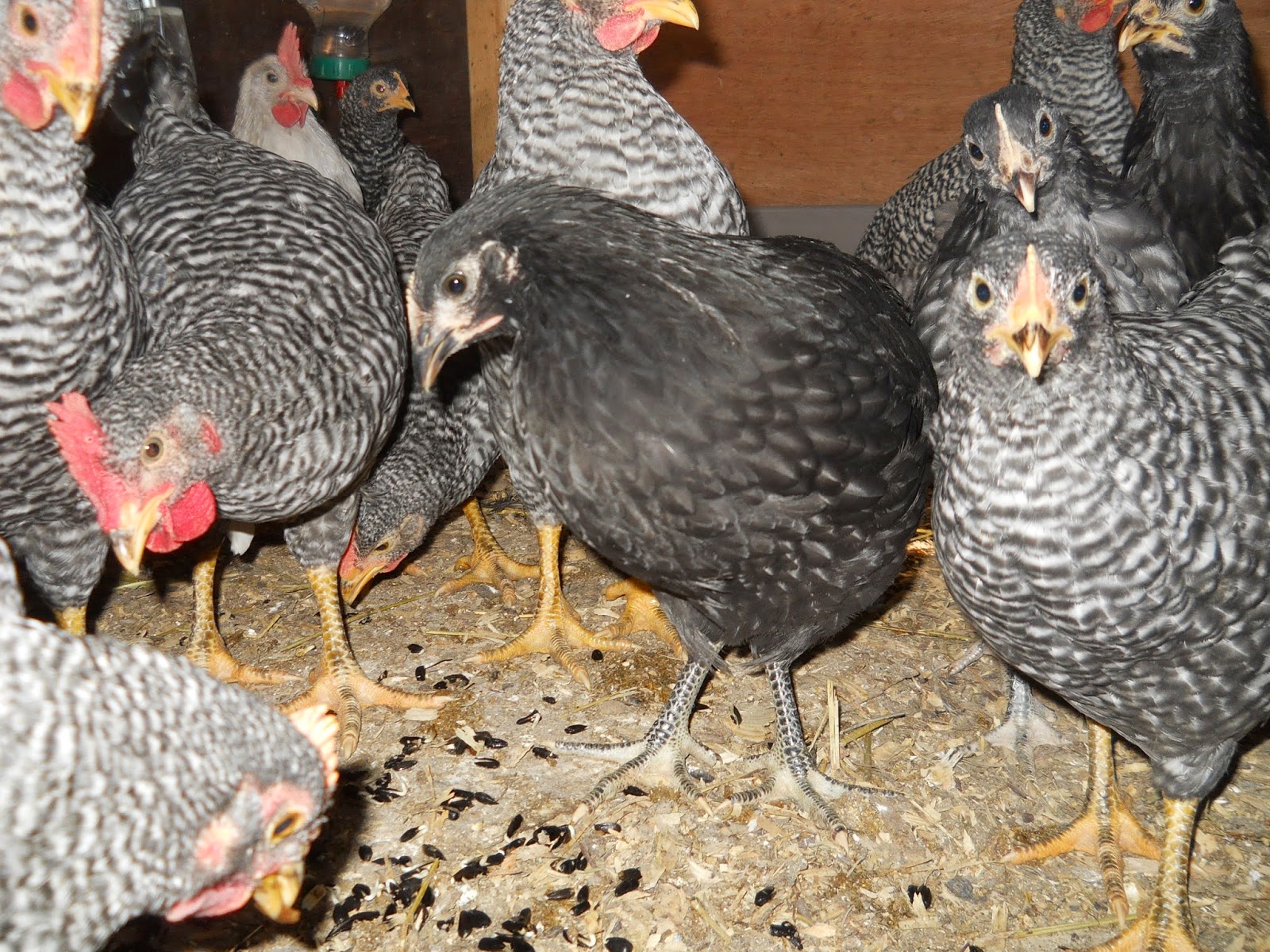 sprouting black sunflower seeds for chickens alisha s homesteading growing black sunflower seed sprouts for chickens sprouting black sunflower seeds for chickens alisha s homesteading growing black sunflower seed sprouts for chickens