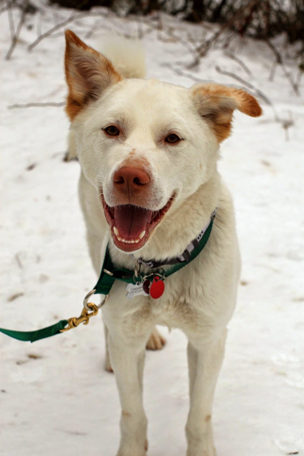 Jindo lab mix