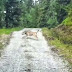 Απίστευτο βίντεο... τα πρόβατα τρόμαξαν τον λύκο 