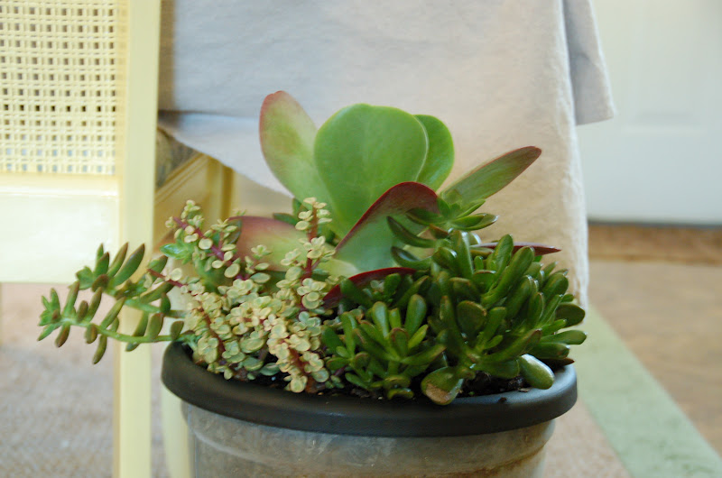Thrifty Finds and Redesigns: Indoor Succulent Garden