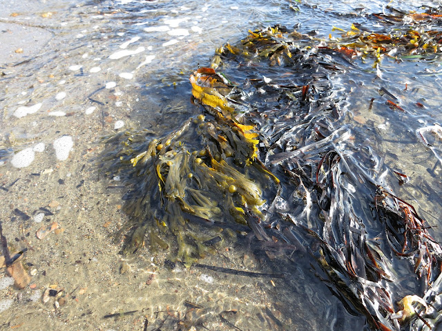 Seaweeds being rolled into bundles by the in and out action of the water