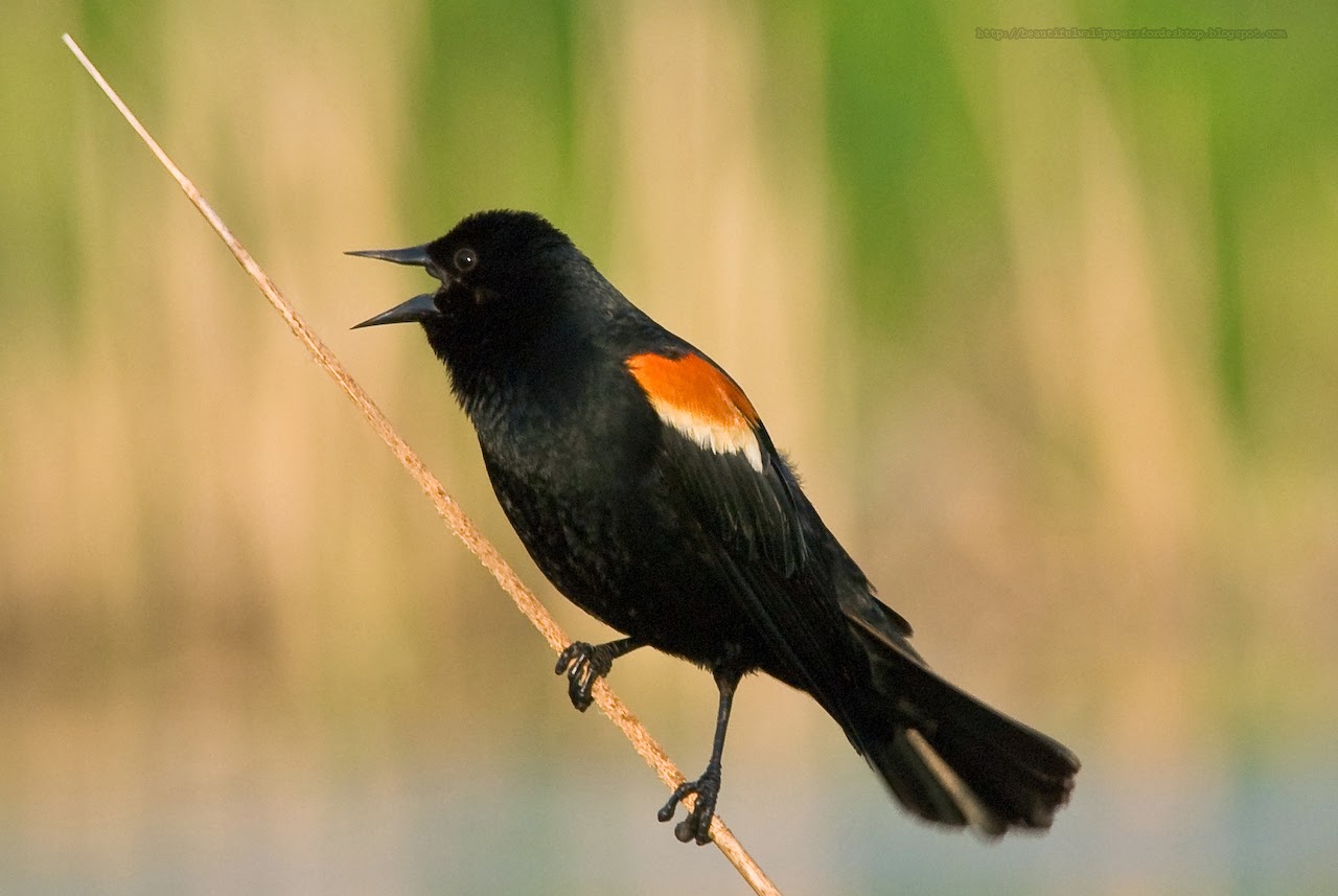 beautiful wallpapers for desktop red winged blackbird beautiful wallpapers for desktop red winged blackbird