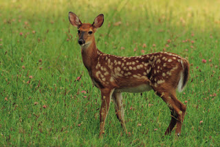 deer photo deer photo