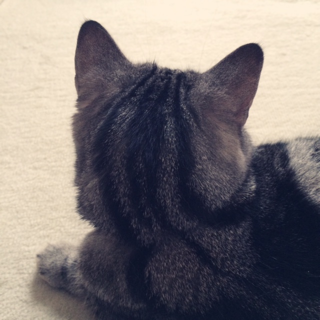 本日の実家猫 猫の後頭部