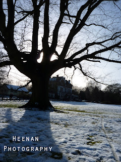 A photo of the Kings Oak (tree and pub)