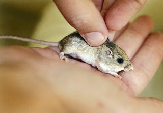 Pocket mouse!
