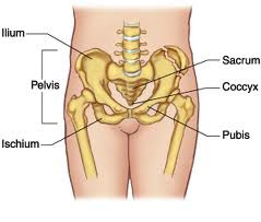 Pelvic Section