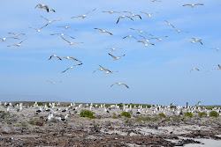 Kelp gulls on Carcass islands