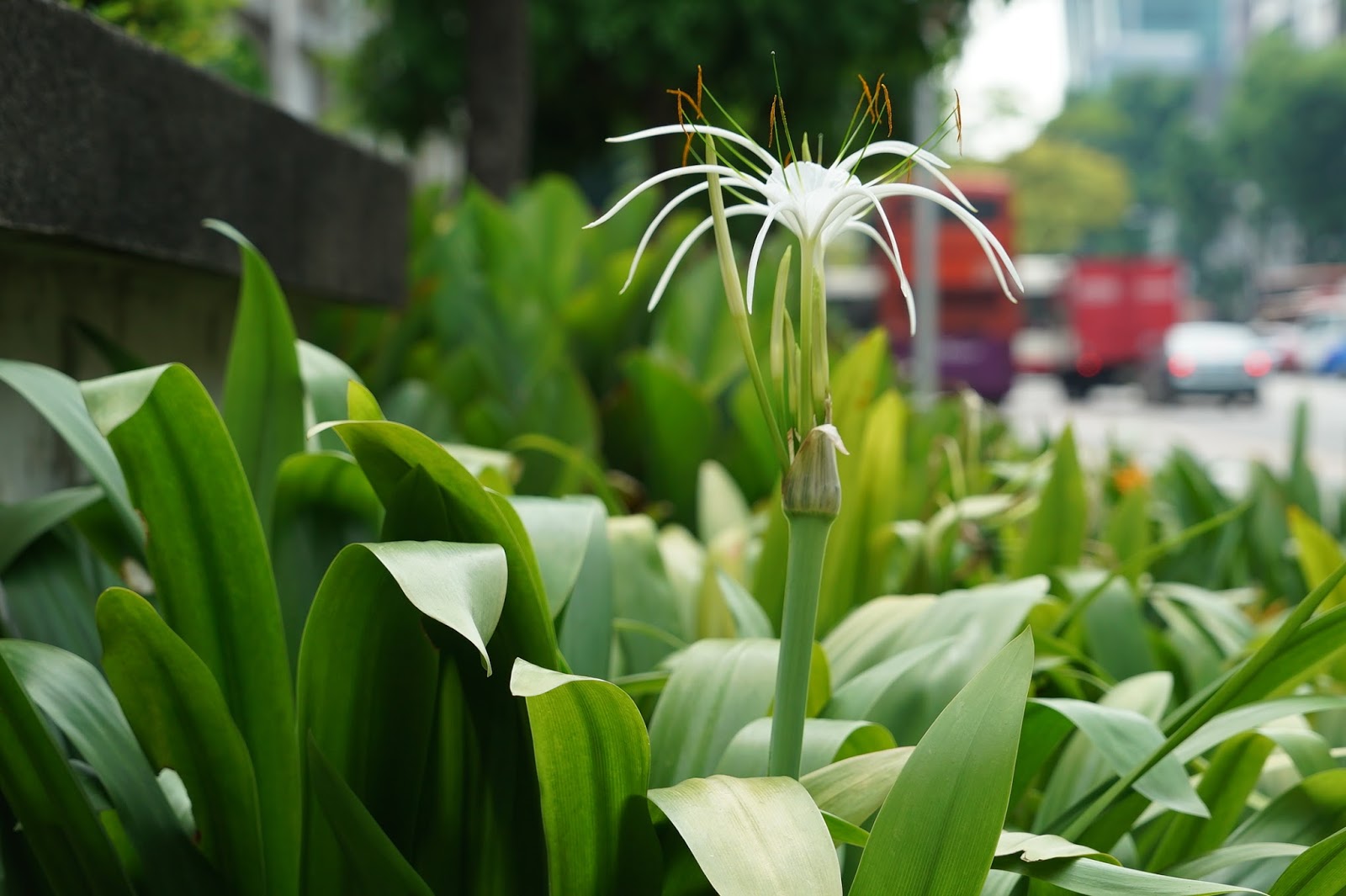 SOURCE Common trees and plants in Singapore