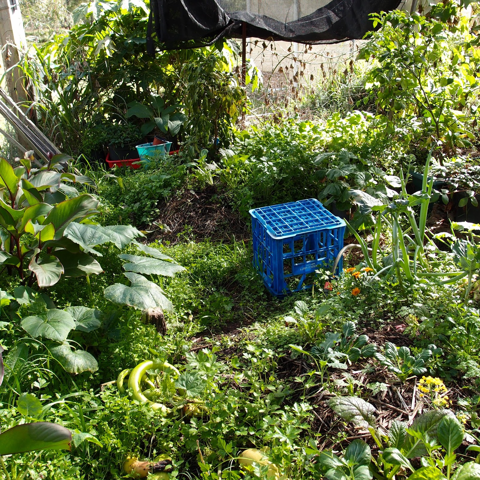 Garden update July 2014