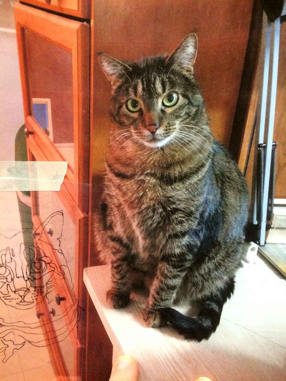 Cat Patches A Cat is a Cat