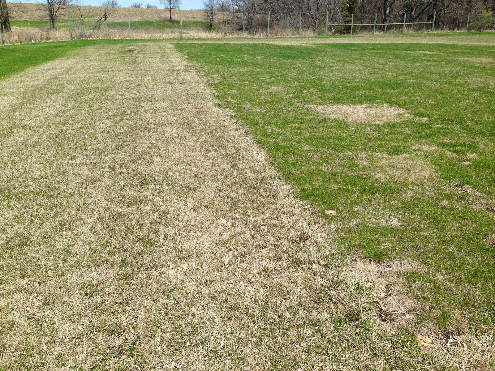 iaTURF TALL FESCUE GREENING UP LATE IN THE SPRING OF 2014