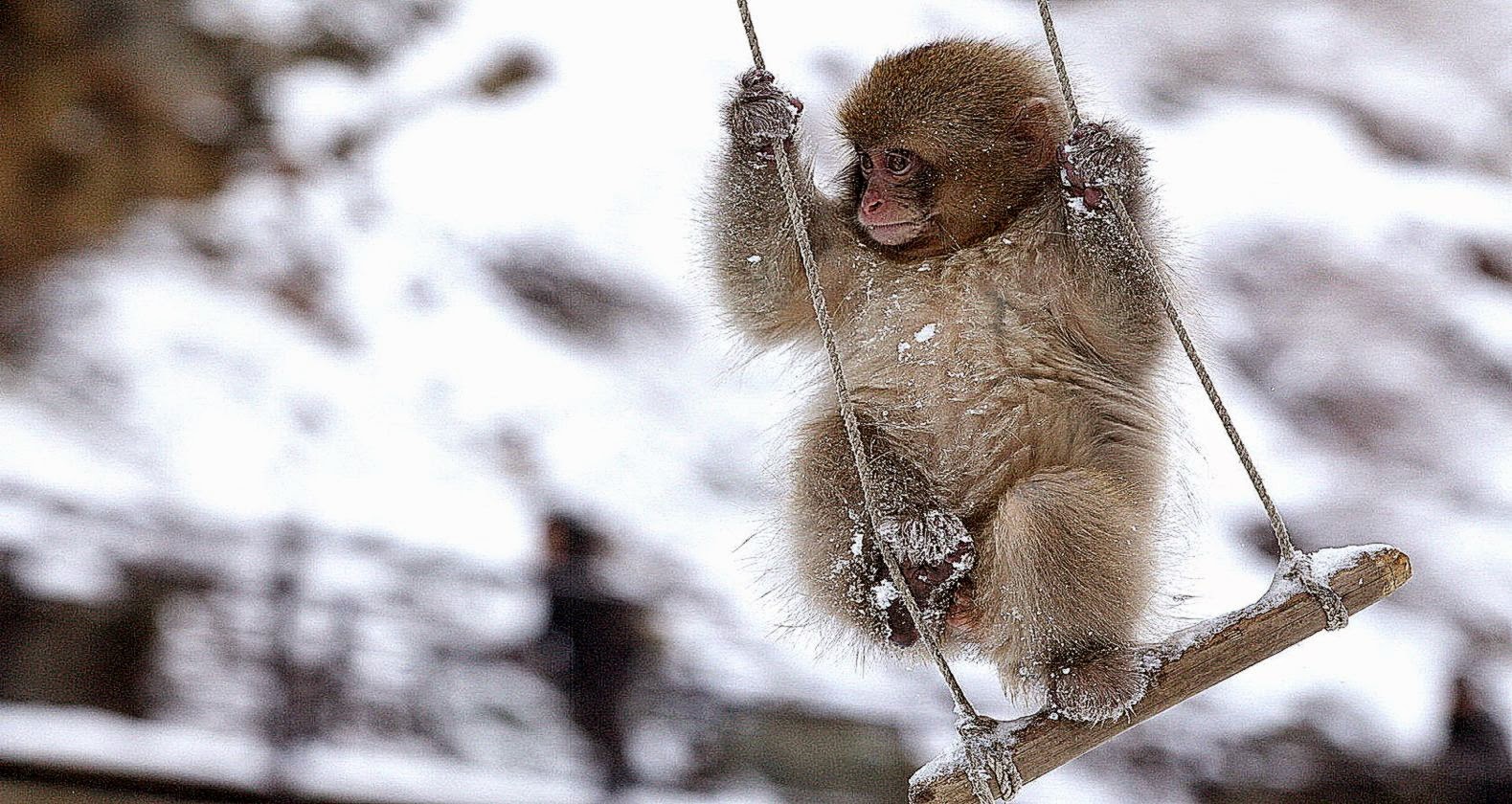 FunMozar – Monkey Wallpapers FunMozar – Monkey Wallpapers