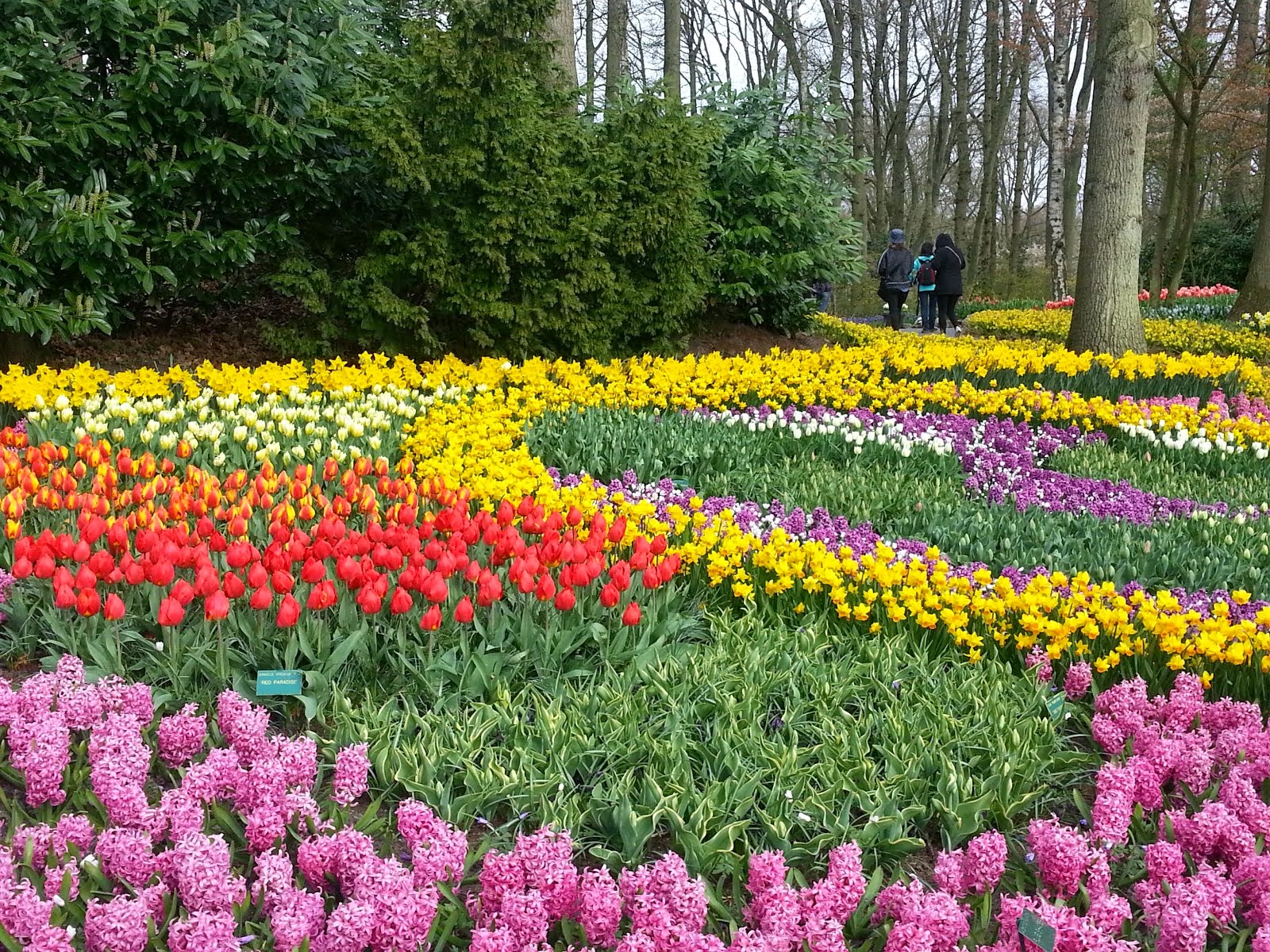 ...Keukenhof, with more than 7 millions ....