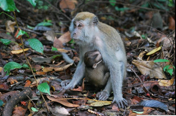 LONG TAILED MACAQUE