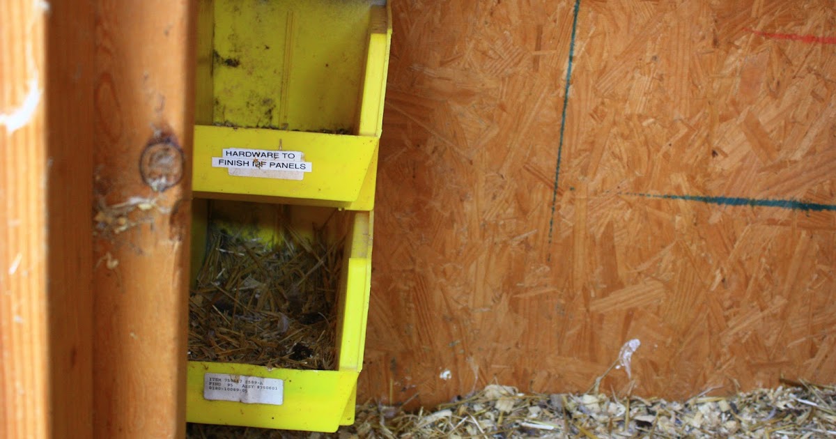 Cleaning the Chicken Coop