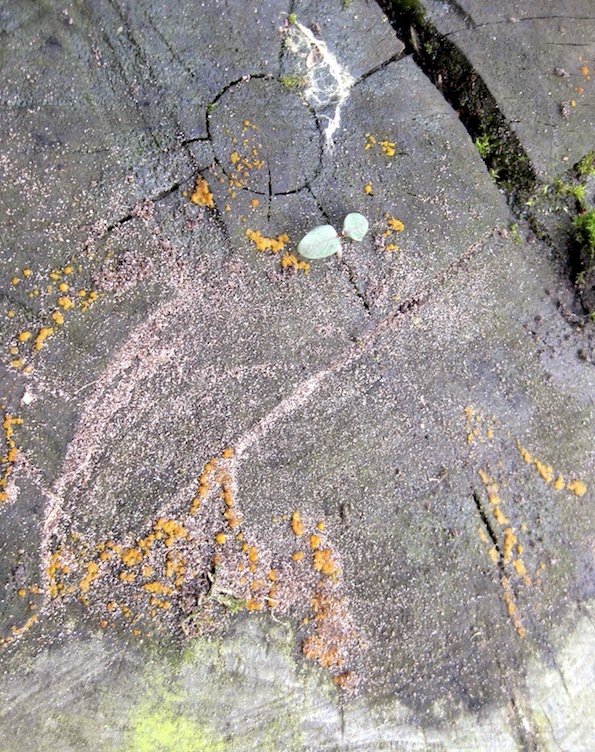 Using Georgia Native Plants Evergreens