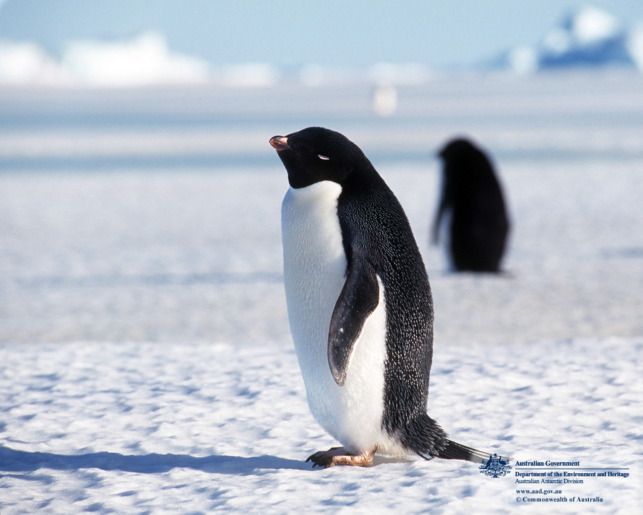 penguin animal pics