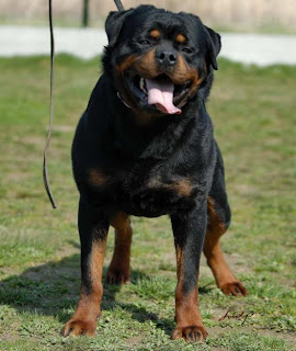 rottweiler breeders in chennai show quality labrador puppies for sale in chennai breeds picture rottweiler breeders in chennai show quality labrador puppies for sale in chennai breeds picture