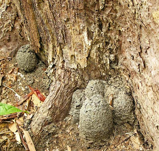 Nest of Dicuspiditermes nemorosus