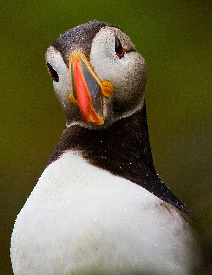 pet puffin pet puffin
