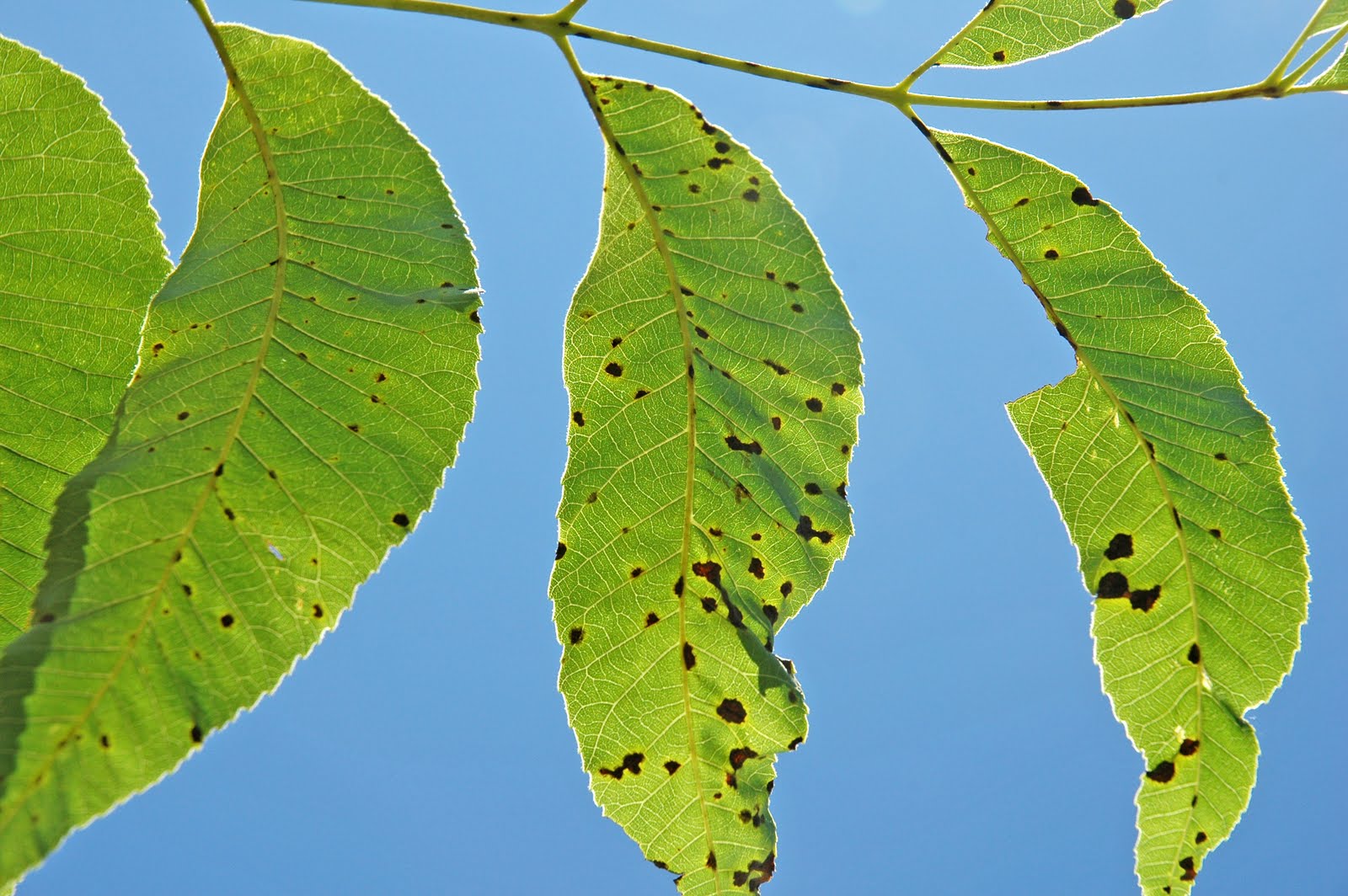 Northern Pecans Pecan scab development 2011