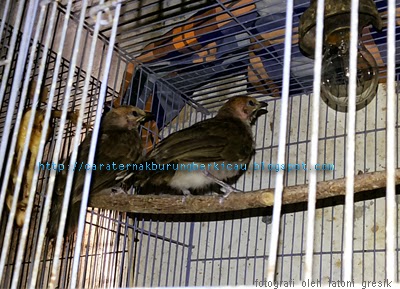 Cara Beternak Cucak Rowo Kaskus