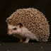 Amazing Hedgehog - Hedgehogs Facts, Photos, Information, Habitats, News