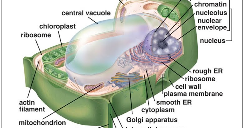 Struktur Sel Tumbuhan de Biology