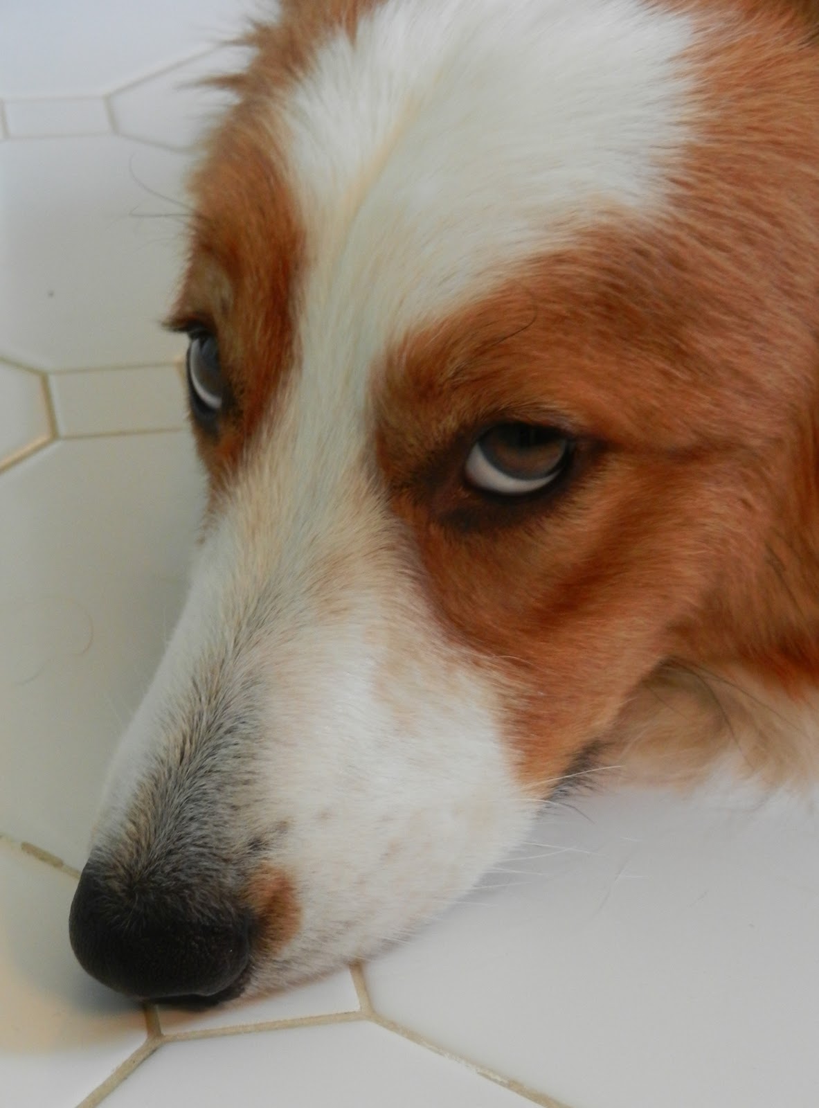 dog mostly reasons writing why cardigan farleigh learns jon classic please humiliation away