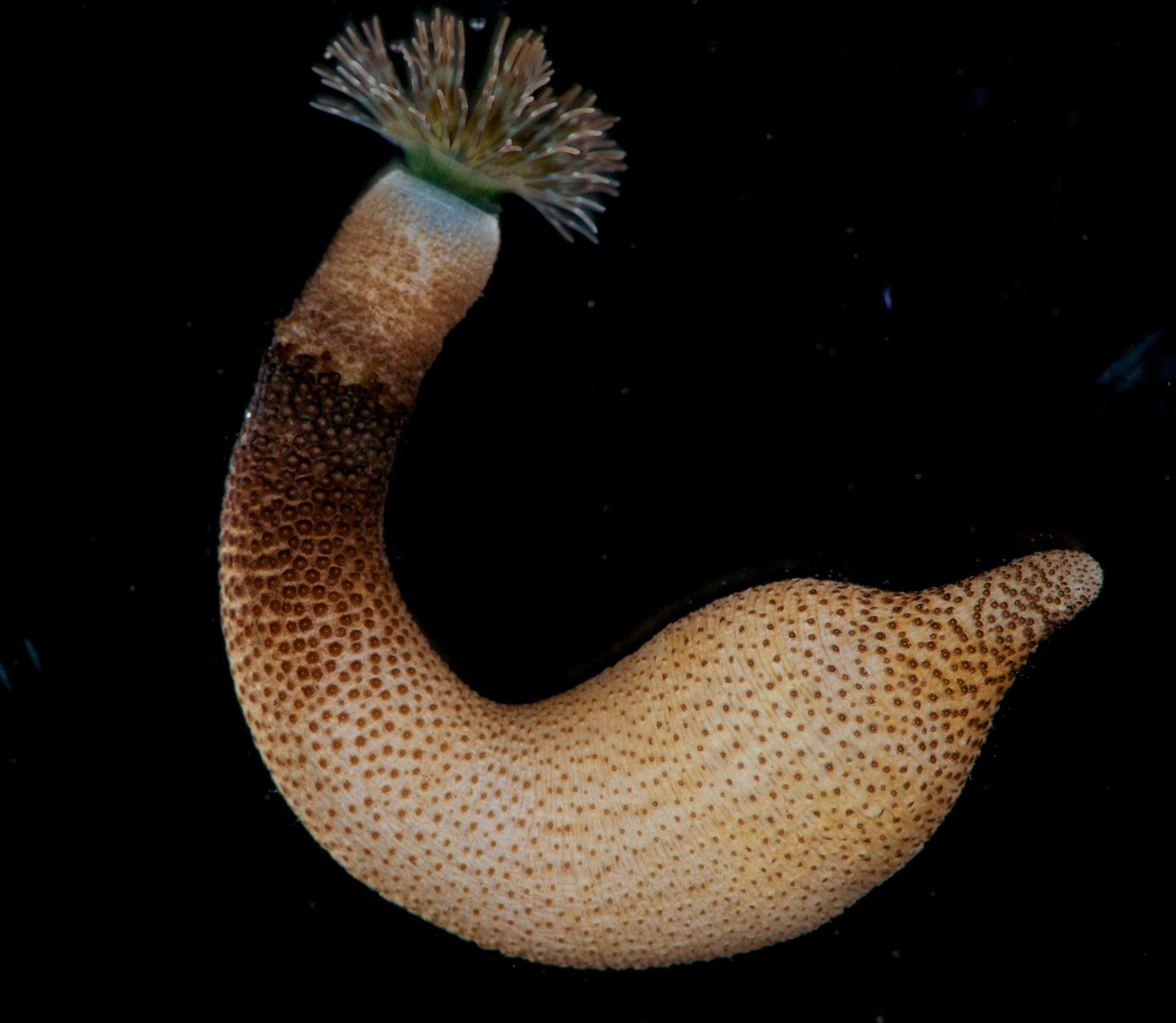 Real Monstrosities Peanut Worm