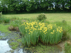 Lilies on my Pond