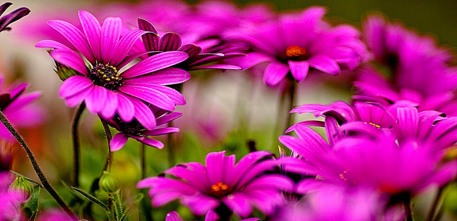 Beautiful Flower Cool Wallpapers | All Wallpapers Desktop