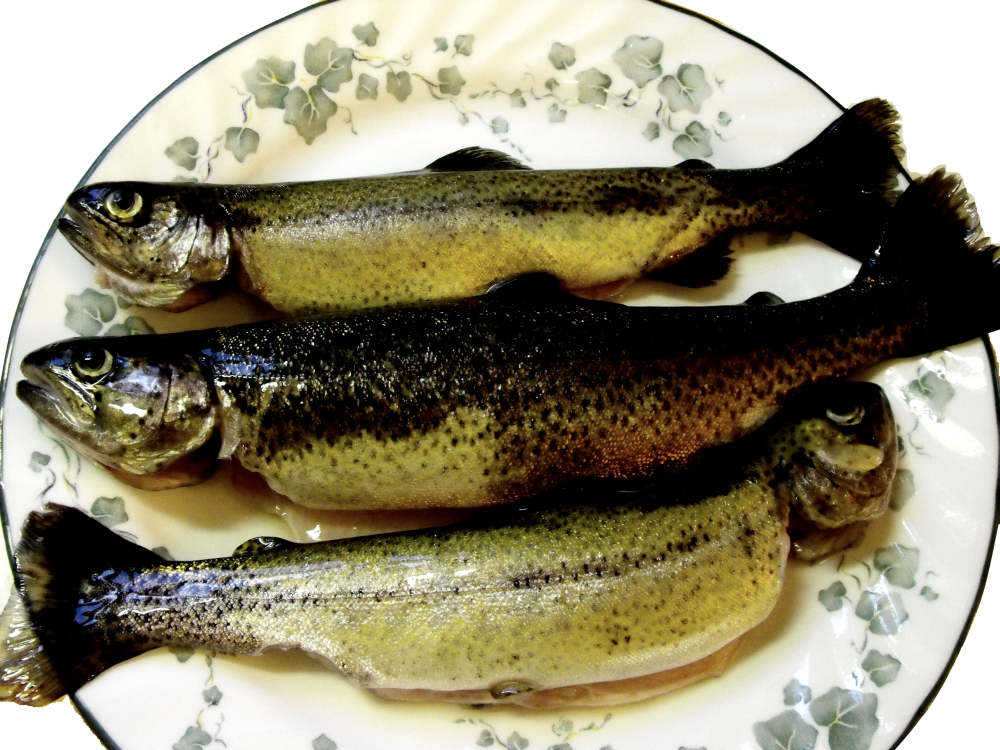 A Year On The Fly What Do Trout Eat, & Educating Kids