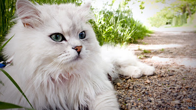 fluffy_persian_cat