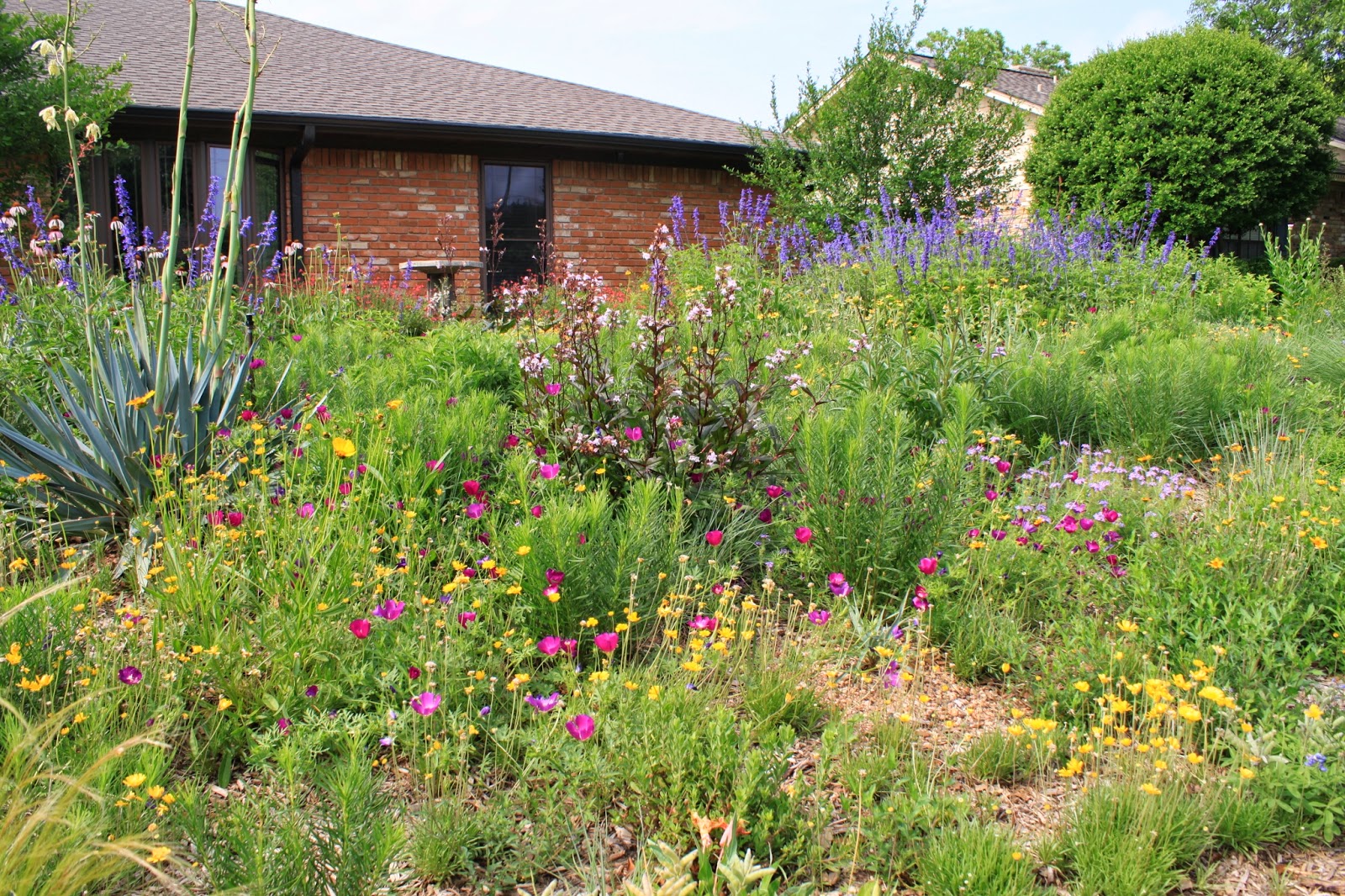 Rock-Oak-Deer: Visiting Plano Prairie Garden (again)