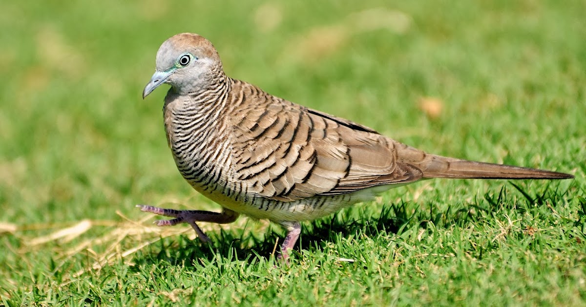 HI Zebra Dove